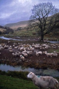 Brecon Sheep