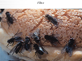 Flies