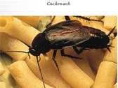 cockroach